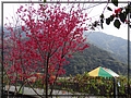 2012-02-06 14-32-20山櫻花.JPG